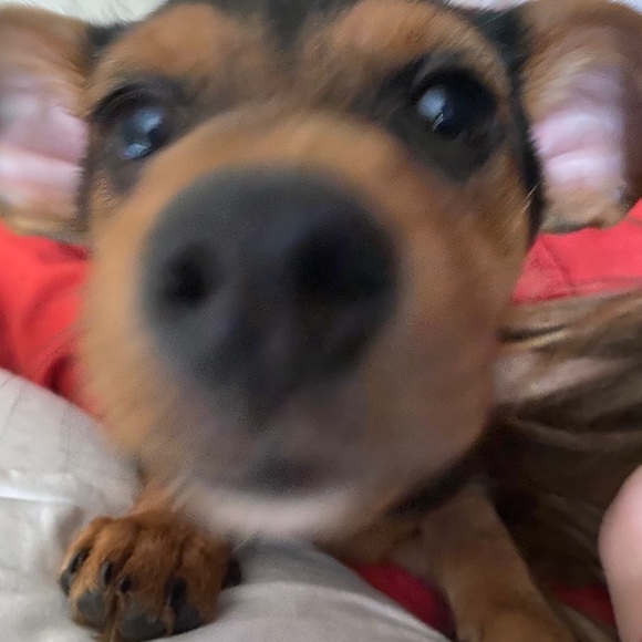 Meet your Posher, Nikki - Picture 1 of 1